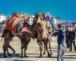 Burhaniye’de deve güreşi heyecanı yaşandı