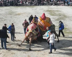 Burhaniye’de Hasat Festivali İçin Geri Sayım Başladı