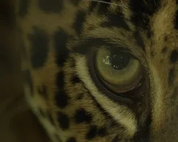Büyük Kediler Kuşağı’ndan ‘Jaguar Sahili’ 2 Şubat Pazar Günü 20.00’de National Geographic WILD Ekranlarında!