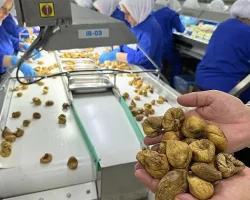 Kuru incirin ortalama ihraç fiyatı 6 bin doları aştı