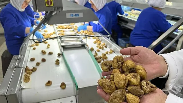 Kuru incirin ortalama ihraç fiyatı 6 bin doları aştı