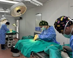 Osmangazi’de ayda ortalama 200 kedi kısırlaştırılıyor