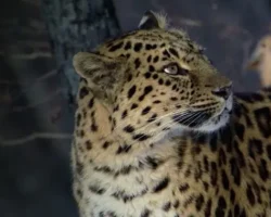 ‘Nadir Kedi Yetenekleri’ 9 Şubat Pazar Günü 20.00’de National Geographic WILD Ekranlarında!