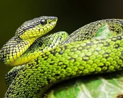 National Geographic NOW Seç-İzle Servisi’nin Mart Ayı Teması ‘Yılanlar’…