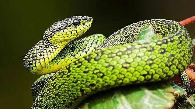 National Geographic NOW Seç-İzle Servisi’nin Mart Ayı Teması ‘Yılanlar’…