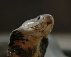 ‘Şehirdeki Yılanlar: Zehirli Karşılaşmalar’ 2 Mart Pazar Günü 20.00’de National Geographic WILD Ekranlarında!