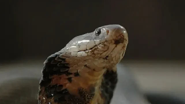‘Şehirdeki Yılanlar: Zehirli Karşılaşmalar’ 2 Mart Pazar Günü 20.00’de National Geographic WILD Ekranlarında!