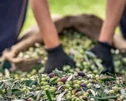 Zeytin ve zeytinyağı sektöründe verimlilik artıracak Avrupa Birliği Projesi