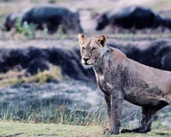3 Bölümden Oluşan ‘Katavi: Afrika’nın Yitirilmiş Cenneti’ 5 Mart Çarşamba Günü 20.00’de National Geographic WILD Ekranlarında!
