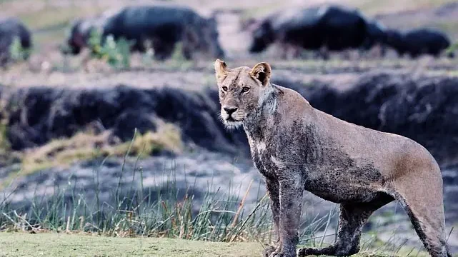 3 Bölümden Oluşan ‘Katavi: Afrika’nın Yitirilmiş Cenneti’ 5 Mart Çarşamba Günü 20.00’de National Geographic WILD Ekranlarında!