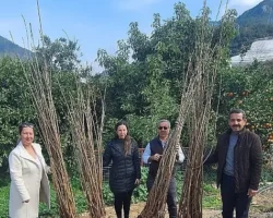 Büyükşehir’den dut fidanı desteği