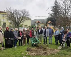 Gölcük’te Orman Haftasında Zeytin Ağaçları Toprakla Buluştu