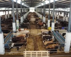 İnegöl Hayvan Pazarı’nın Kotra İhale Tarihi Belli Oldu
