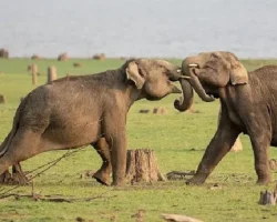 National Geographic NOW Seç-İzle Servisinin Nisan Ayı Teması ‘Hayvanların Gizemli Dünyası’…