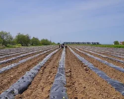 Ayvalık Üretim ve Pazarlama Kooperatifi’nden Örnek Proje: Çilekten Reçele Uzanan Yolculuk
