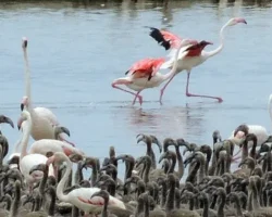 Flamingoların büyüleyici dünyası Bornova’da