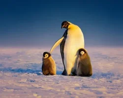 ‘Penguenlerin Gizemli Dünyası’ Art Arda 3 Bölümüyle 22 Nisan Salı Günü 20.00’de National Geographic WILD Ekranlarına Geliyor
