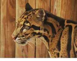 2 Bölümden Oluşan ‘Tampa’nın Sırları Özel’, 19 ve 26 Mayıs Pazartesi Günleri 20.00’de National Geographic WILD Ekranlarında!
