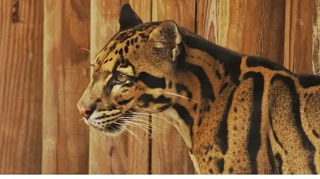 2 Bölümden Oluşan ‘Tampa’nın Sırları Özel’, 19 ve 26 Mayıs Pazartesi Günleri 20.00’de National Geographic WILD Ekranlarında!