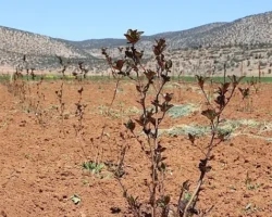 Antalya’da tarımsal sulama projeleriyle tersine göç hızlandı