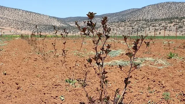 Antalya’da tarımsal sulama projeleriyle tersine göç hızlandı