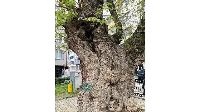Asırlık ağacın yaraları sarıldı