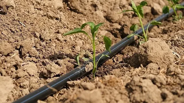 Ayvalık’ta Tarımdan Sofraya Kadın Eli Değiyor