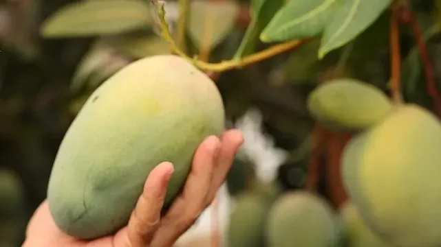 Başkan Böcek’ten avokado ve mango hasadı