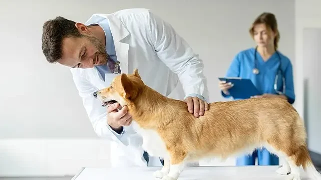 Boehringer Ingelheim’dan Veteriner Hekimlere Yönelik Araştırma