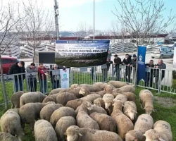 Büyükşehir’den üreticilere damızlık koç desteği