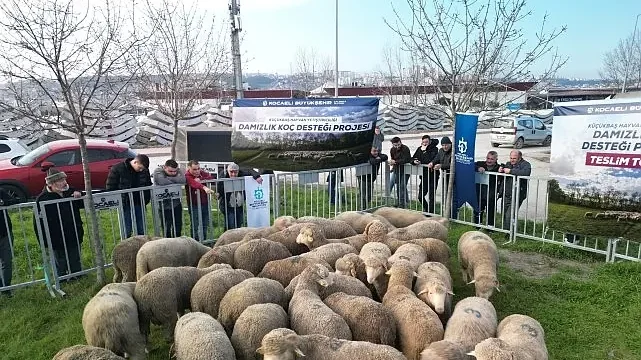 Büyükşehir’den üreticilere damızlık koç desteği