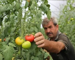 Büyükşehir’den yüzde 50 hibeli sera desteği