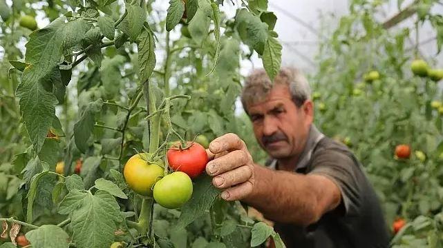 Büyükşehir’den yüzde 50 hibeli sera desteği