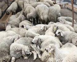 Çankaya Kurban Bayramına Hazır