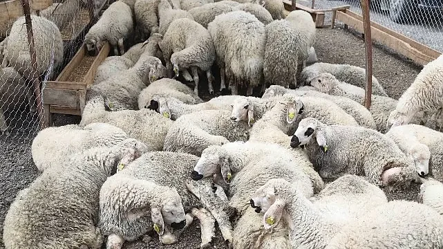 Çankaya Kurban Bayramına Hazır