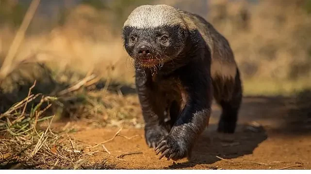 Doğal Yaşamın Süper Yıldızlarının Etkileyici Hikayesi