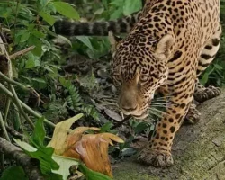 Jaguar: Guyana’nın Orman Ustası’, 3 Mayıs Cumartesi Günü 20.00’de National Geographic WILD Ekranlarında!