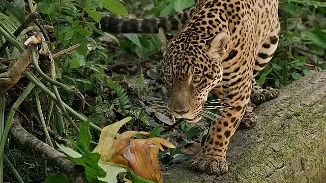 Jaguar: Guyana’nın Orman Ustası’, 3 Mayıs Cumartesi Günü 20.00’de National Geographic WILD Ekranlarında!