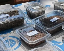 Manisa Tarzanı’nın İzinde Tohumlar Doğayla Buluşacak