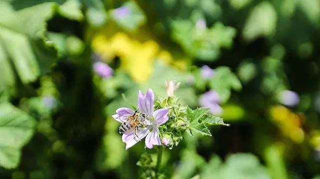 Narenciye balı koruma altında