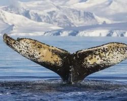 National Geographic NOW Seç-İzle Servisi Haziran Ayında ‘Dalgaların Ardında’ Teması ile İzleyicilerle Buluşuyor!