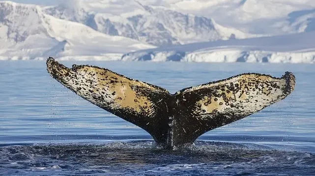 National Geographic NOW Seç-İzle Servisi Haziran Ayında ‘Dalgaların Ardında’ Teması ile İzleyicilerle Buluşuyor!