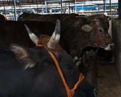 Nilüfer Kurban Bayramı’na hazır