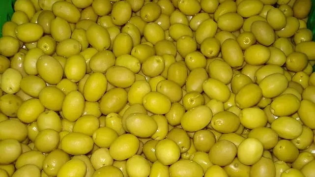 Sofralık zeytin ihracatı 250 milyon dolara koşuyor