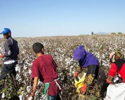12 Haziran Dünya Çocuk İşçiliği ile Mücadele Günü: Türkiye’de mevsimlik tarımın yükü çocukların omzunda