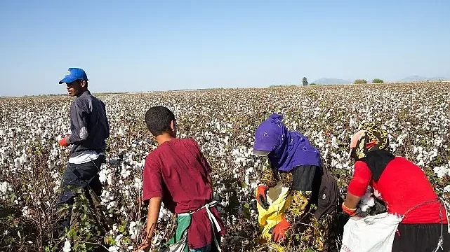 12 Haziran Dünya Çocuk İşçiliği ile Mücadele Günü: Türkiye’de mevsimlik tarımın yükü çocukların omzunda