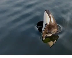 2 Bölümden Oluşan ‘Orkaların Gizemli Yaşamı’, 8 ve 15  Haziran Pazar Günleri 20.00’de National Geographic WILD Ekranlarında İzleyicilerle Buluşuyor!