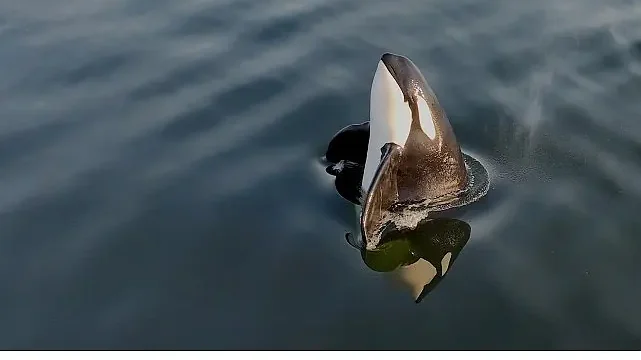 2 Bölümden Oluşan ‘Orkaların Gizemli Yaşamı’, 8 ve 15  Haziran Pazar Günleri 20.00’de National Geographic WILD Ekranlarında İzleyicilerle Buluşuyor!