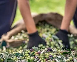 30 bin kilometre uçtular Türkiye’nin Avustralya’ya zeytin ve zeytinyağı ihracatını yüzde 143 artırdılar