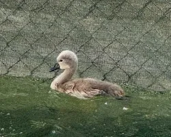 Başkent’in simgesi Kuğulu Park ‘parladı